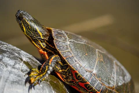 Selective focus shot of Painted turtle with the head up leaning on the shell of Stock Photos