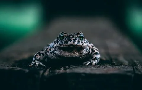 Selective focus shot of a patterned frog looking in a straight directio 写真素材