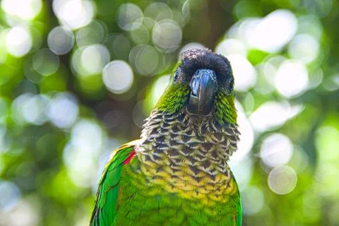 A selective focus shot of a peacock head looking down under bright sunlight t Foto stock