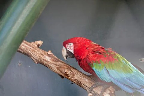 Selective focus shot of a Red-and-green macaw parrot sitting on a stick Stock Photos