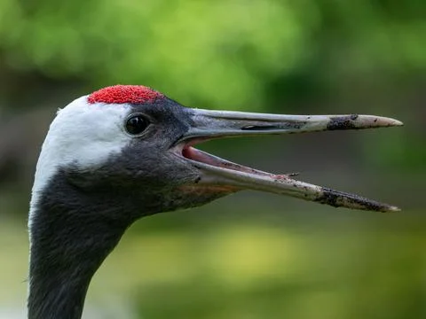 Selective focus shot of a red crowned crane bird squawking Stock Photos