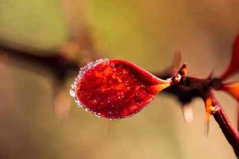 Selective focus shot of red leaf on a branch outlined by frost - natural wallpap Foto stock