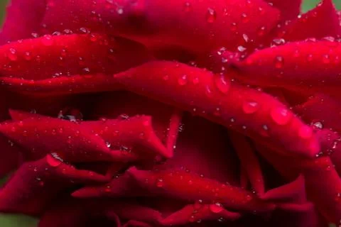 A selective focus shot of a red Rose with dewdrops on it Stock Photos
