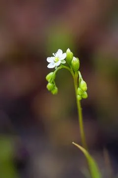 A selective focus shot of the round-leaved sundew, blossom, Drosera rotundifolia Stock Photos