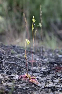 A selective focus shot of the round-leaved sundew, Drosera rotundifolia Stock Photos