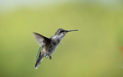 Selective focus shot of a ruby throated hummingbird Stock Photos