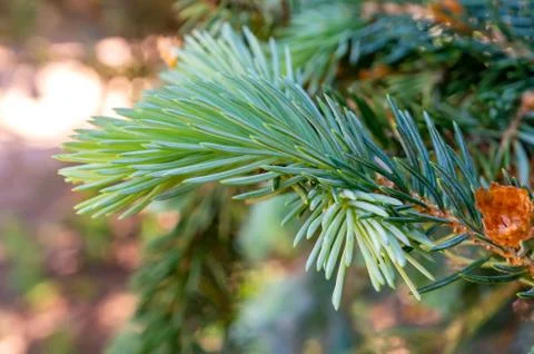 A selective focus shot of sharp and pointy leaves of a tree captured in a gar 库存照片