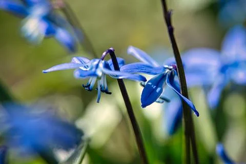 Selective focus Shot of Siberian squall flower in the garden with a blurred back Foto stock