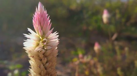 Selective Focus Shot Of Silver Cock's Comb On A Field Stock Photos
