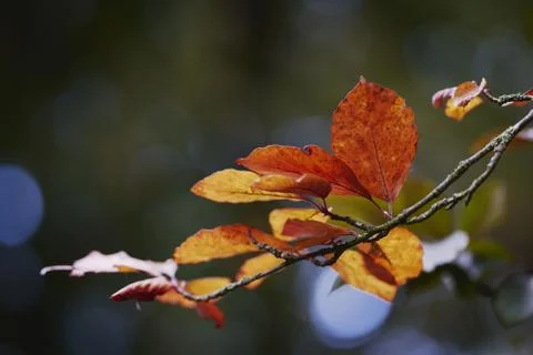 A selective focus shot of a small branch of yellow autumn leaves on blurred b Stock Photos