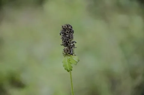 A selective focus shot of a small plant with a blurred green background Stock Photos