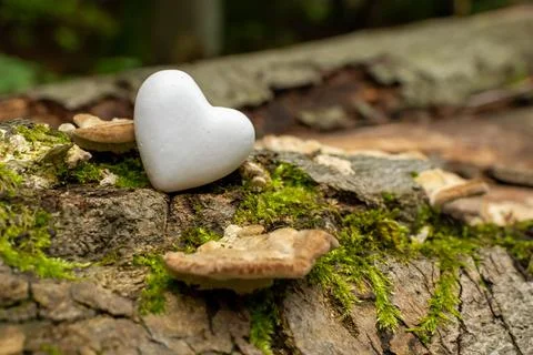 A selective focus shot of a smooth white heart-shaped stone in a forest with  Stock Photos
