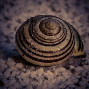 Selective focus shot of snail shell on the stones Foto stock
