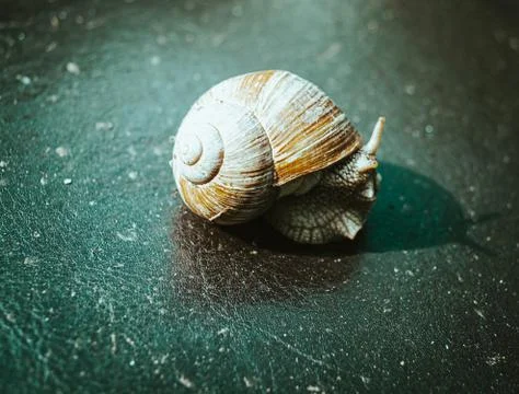 Selective focus shot of a snail under a sunlight Stock Photos