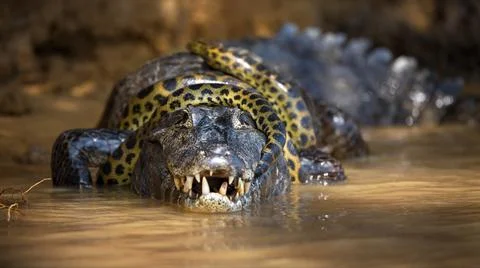 Selective focus shot of a snake on a crocodile in water in Pantanal, Brasil Foto stock