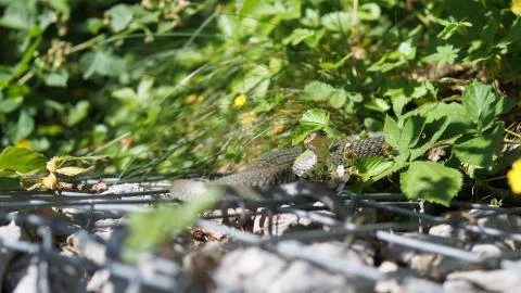 Selective focus shot of a snake Foto stock