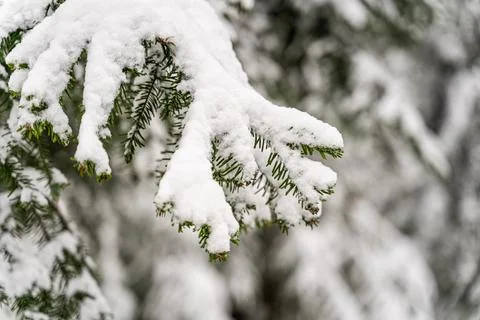 Selective focus shot of snow-covered trees Stock Photos