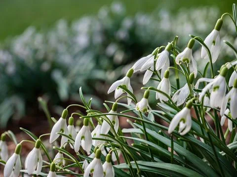 Selective focus shot of snowdrops Stock-Fotos