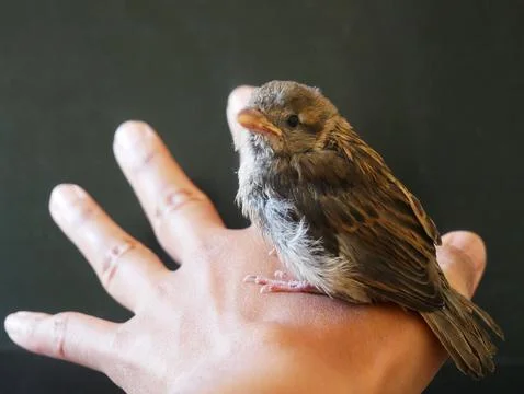 Selective focus shot of a sparrow perched on a hand Stock Photos