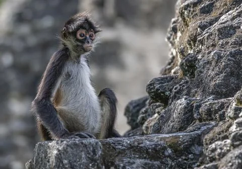 Selective focus shot of a spider monkey sitting on a rock Stock Photos