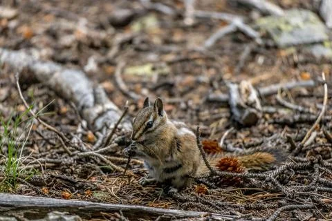 Selective focus shot of a squirrel eating a stick in a forest Stock Photos