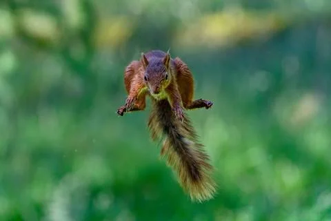 Selective focus shot of a squirrel jumping in the air Stock Photos