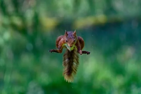 Selective focus shot of a squirrel jumping in the air Stock Photos