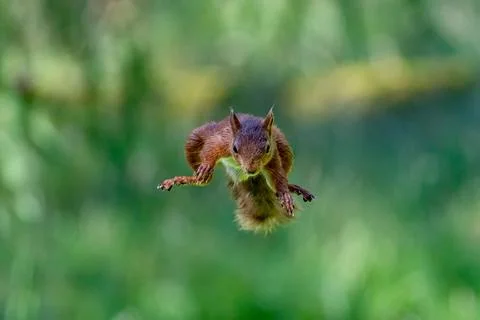 Selective focus shot of a squirrel jumping in the air Stock Photos