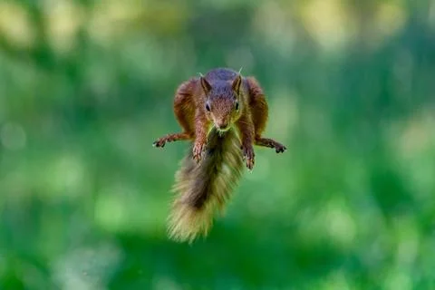 Selective focus shot of a squirrel jumping in the air Stock Photos