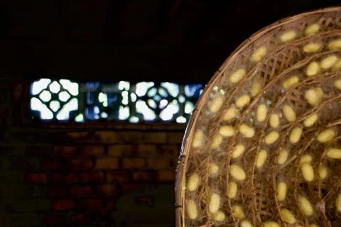 A selective focus shot of a straw disc holding silkworm cocoons being prepare Foto stock