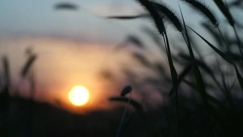 A selective focus shot of a sunset over field, summer, Russia Stock Footage 314698207