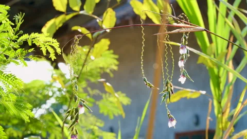A selective focus shot of Thalia geniculata buds with blur green background Vidéo 306838323