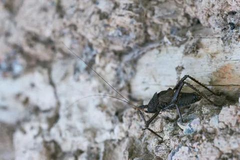 Selective focus shot of a thin black cricket on the wall Foto stock