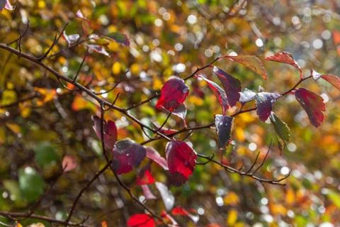 Selective focus shot of a tree branch with red leaves Stock Photos