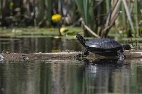 Selective focus shot of a turtle with black shell in the Rideau River Stock Photos