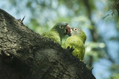 A selective focus shot of two cute green parrots kissing each other while sit Stock Photos