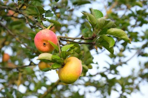 Selective focus shot of two ripe apples on a fruit tree in sunset light Stock Photos