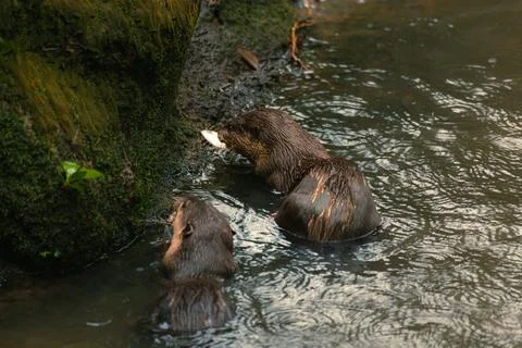 A selective focus shot of two sea otters eating fish in the lake Stock Photos