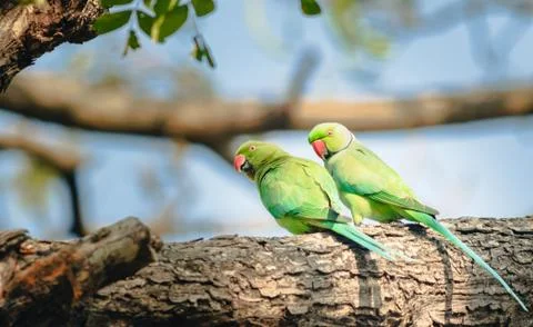 Selective focus shot of two wild parrots on a branch in the forest Foto stock