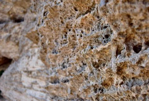 Selective focus shot of upper coralline limestone rock pattern Stock Photos