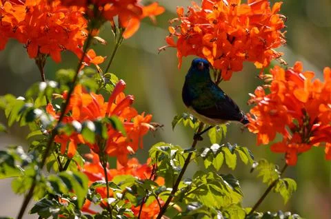 Selective focus shot of a Variable sunbird perched on a branch of a Cape honeysu 스톡 사진