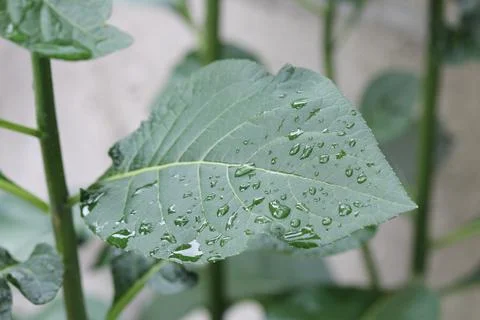 Selective focus shot of water drop on a leaf. Stock Photos