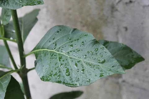 Selective focus shot of water drop on a leaf. Stock Photos