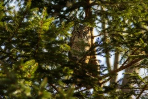 Selective focus shot of a wild cat on a tree branch Stock Photos