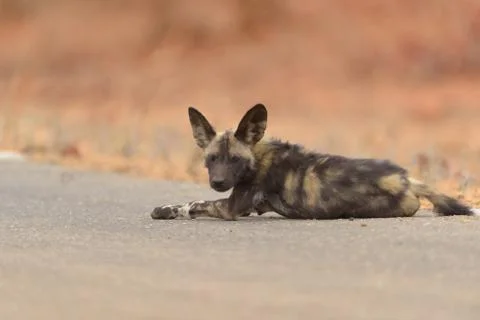 Selective focus shot of wild dog laying on a road Stock Photos