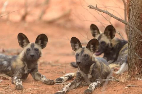 Selective focus shot of wild dogs laying near to each other Stock Photos