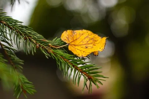 A selective focus shot of a yellow fall leaf on a tree branch isolated on a n Stock Photos