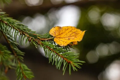 A selective focus shot of a yellow fall leaf on a tree branch isolated on a n Stock Photos