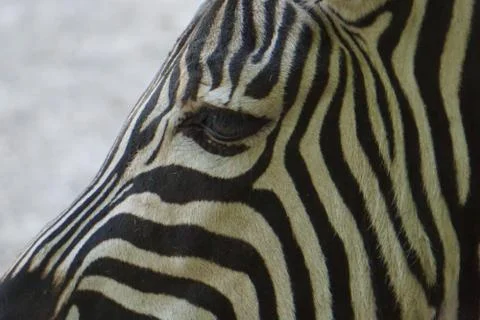 Selective focus shot of a zebra head Stock Photos