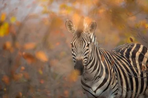 Selective focus shot of a zebra looking towards the camera Stock Photos